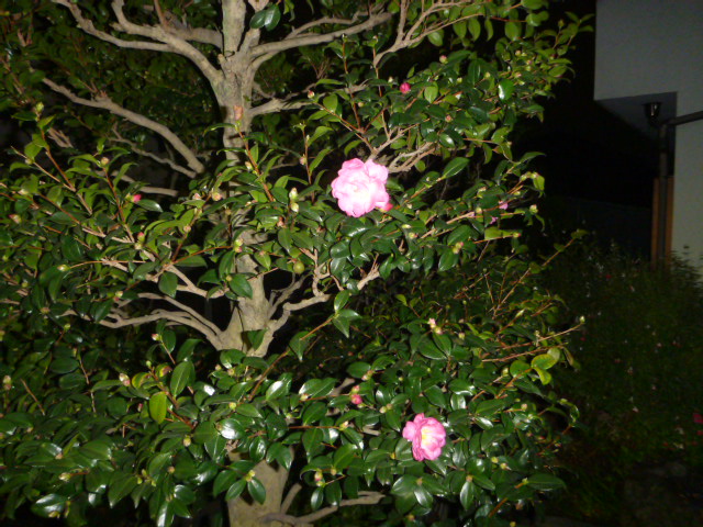 P1010266