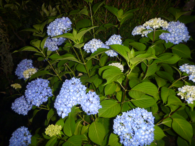 P1010999