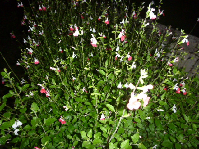 P1020002