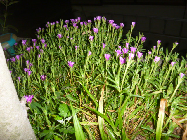 P1020003