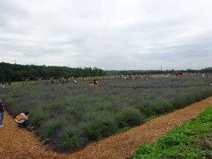 DSC01371