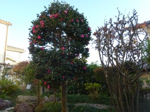 DSC02424