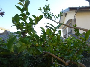 DSC02425