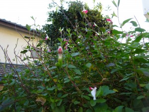 DSC02426