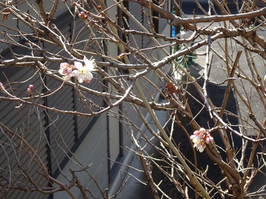 DSC02732