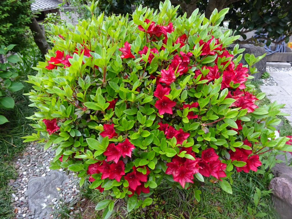 DSC02980