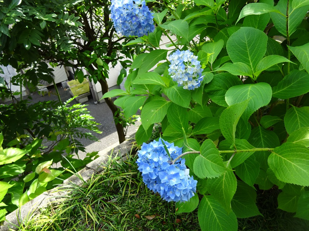 DSC03023
