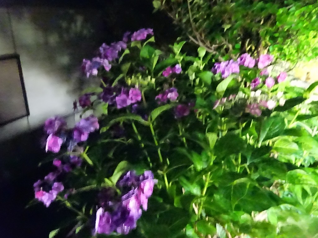 DSC03056