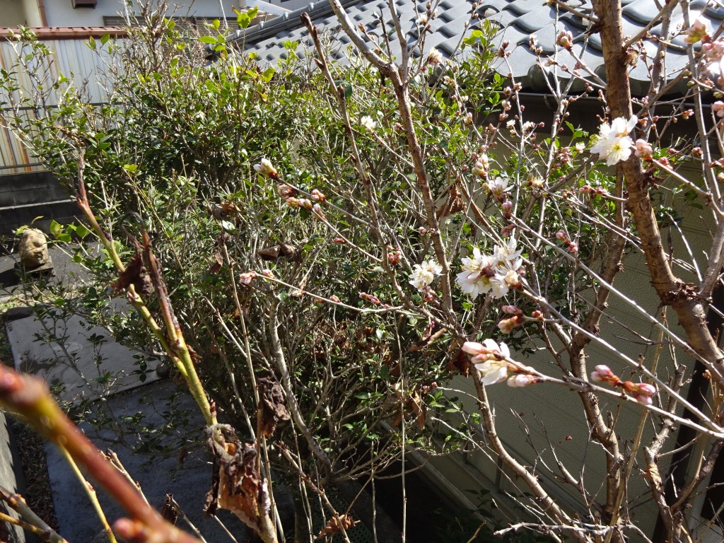 DSC03696