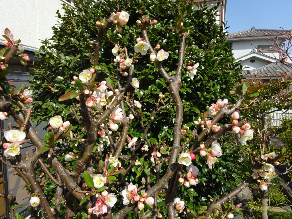 DSC03779
