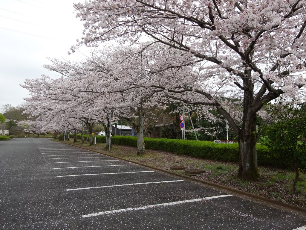 DSC03877