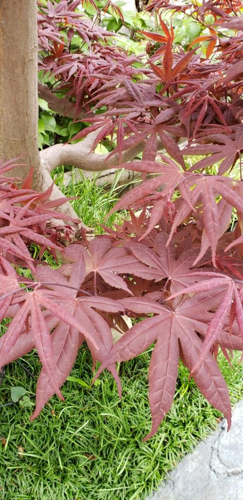 20210405_094825大紅葉