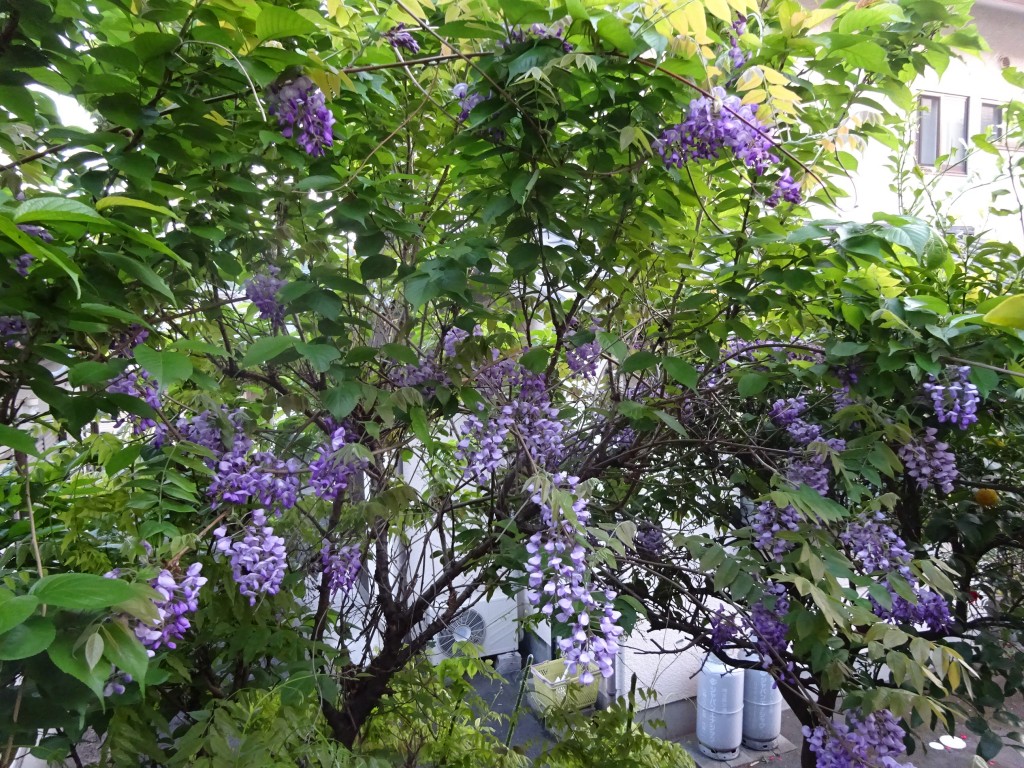 DSC03909