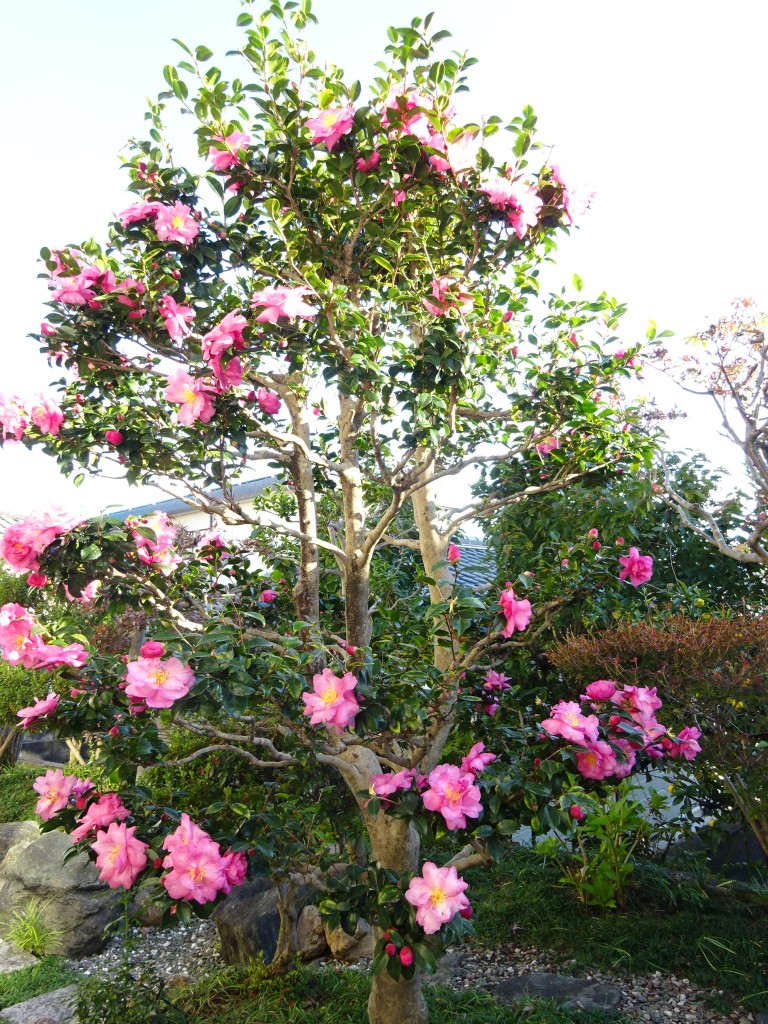 DSC04134