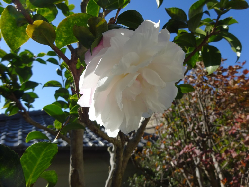 DSC04149