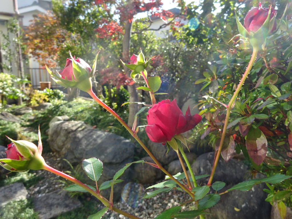 DSC04150