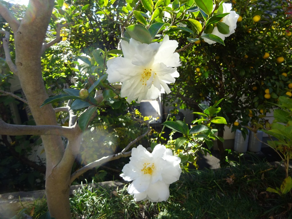 DSC04151