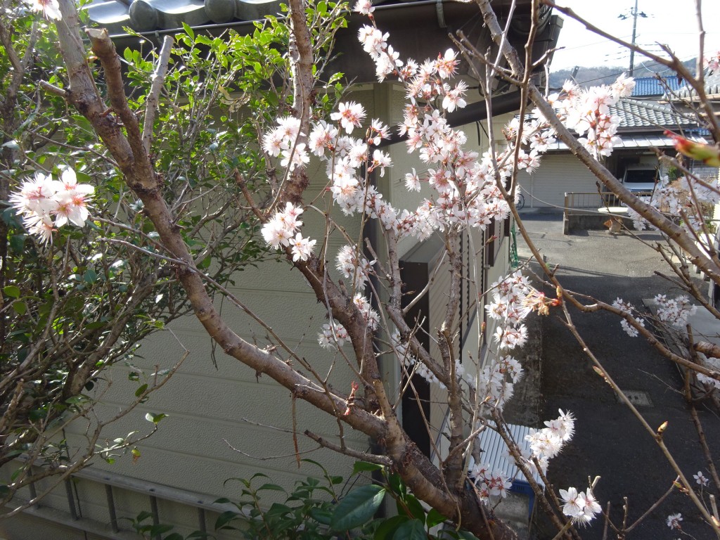 DSC04400