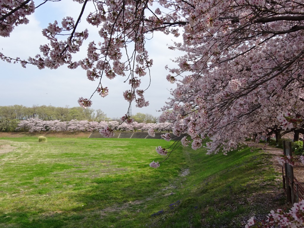 DSC04446