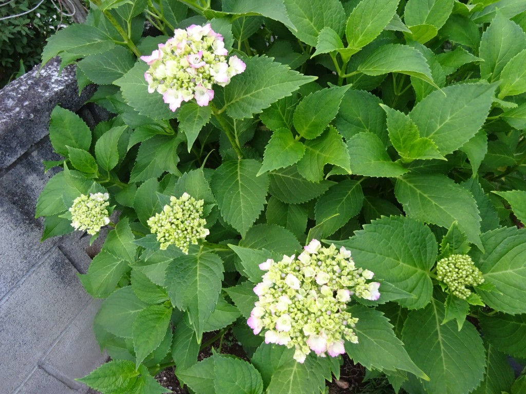 DSC04539