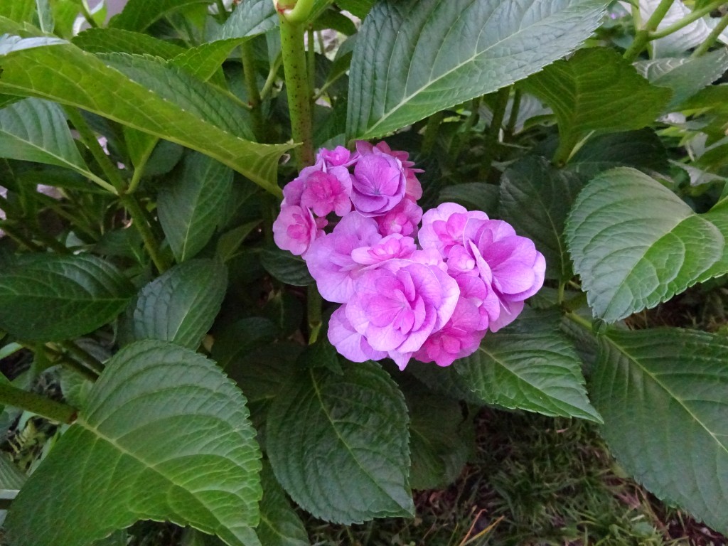 DSC04540