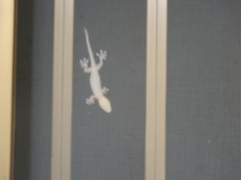 DSC04565